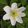 Crow's foot, Arctic anemone Detail