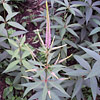 Veronicastrum virginicum; Culver's root