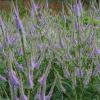 Veronicastrum virginicum ; Culver's root