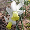 Narcissus ; Daffodil