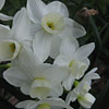 Narcissus; Daffodil