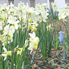 Narcissus; Daffodil