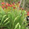 Hemerocallis; Daylily