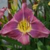 Hemerocallis ; Daylily