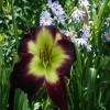 Hemerocallis; Daylily
