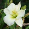 Hemerocallis; Daylily
