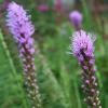 Liatris spicata, Dense blazing star, Gayfeather