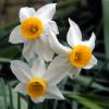 Narcissus canaliculatus; Dwarf daffodil