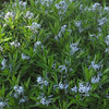 Amsonia tabernaemontana; Eastern bluestar, Woodland bluestar