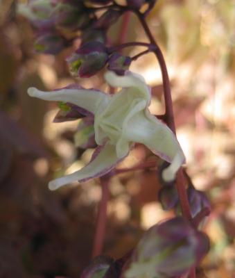 Fairy wings, Long-spurred barrenwort Detail