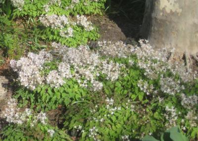 Fairy wings, Long-spurred barrenwort
