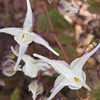 Epimedium grandiflorum; Fairy wings, Long&ndash;spurred barrenwort