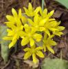 Allium moly; Flowering onion