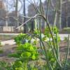 Fritillaria elwesii; Fritillary