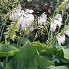 Hosta (sieboldiana group); Plantain lily, Funkia