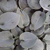 Hosta; Plantain lily, Funkia