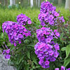 Phlox paniculata; Garden Phlox