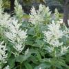 Persicaria polymorpha, Giant fleeceflower 