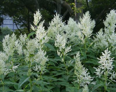 Giant fleeceflower