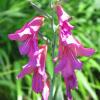 Gladiola Detail