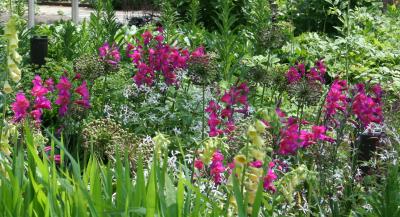 Gladiola