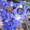 Chionodoxa forbesii ; Glory&ndash;of&ndash;the&ndash;snow