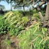 Aruncus ; Goatsbeard