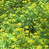Zizea aurea; Golden alexanders