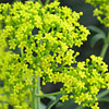 Patrinia scabiosifolia; Golden valerian