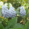 Muscari; Grape hyacinth