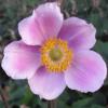 Anemone tomentosa; Grape leaf anemone