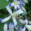 Clematis x jouiniana ; Ground cover clematis