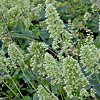Heuchera villosa ; Hairy Alumroot