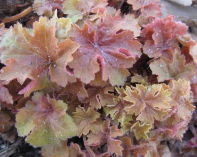 Hairy Alumroot Detail