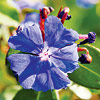 Ceratostigma plumbaginoides; Hardy plumbago