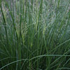 Sporobolus heterolepis, Prairie dropseed, Hay&ndash;scented grass