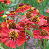 Helenium  'Rubinzwerg', Helen's Flower, Ruby Dwarf