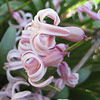 Hyacinthus ; Hyacinth