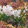 Hyacinthus; Hyacinth