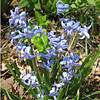 Hyacinthus ; Hyacinth