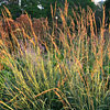 Sorghastrum nutans, Indian grass