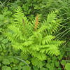 Osmunda claytoniana; Interrupted fern