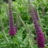 Teucrium hircanicum, Iranian wood sage