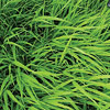 Hakonechloa macra, Japanese forest grass