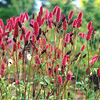 Sanguisorba obtusa; Japanese burnet, Bottlebrush 
