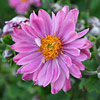 Anemone; Windflower