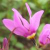 Dodecatheon jeffreyi; Jeffrey's shooting star