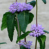 Phlomis tuberosa 'Amazone', Jerusalum sage