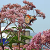 Eupatorium maculatum  'Gateway', Joe Pye weed
