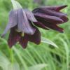 Fritillaria camschatcensis; Kamchatka lily, Chocolate lily